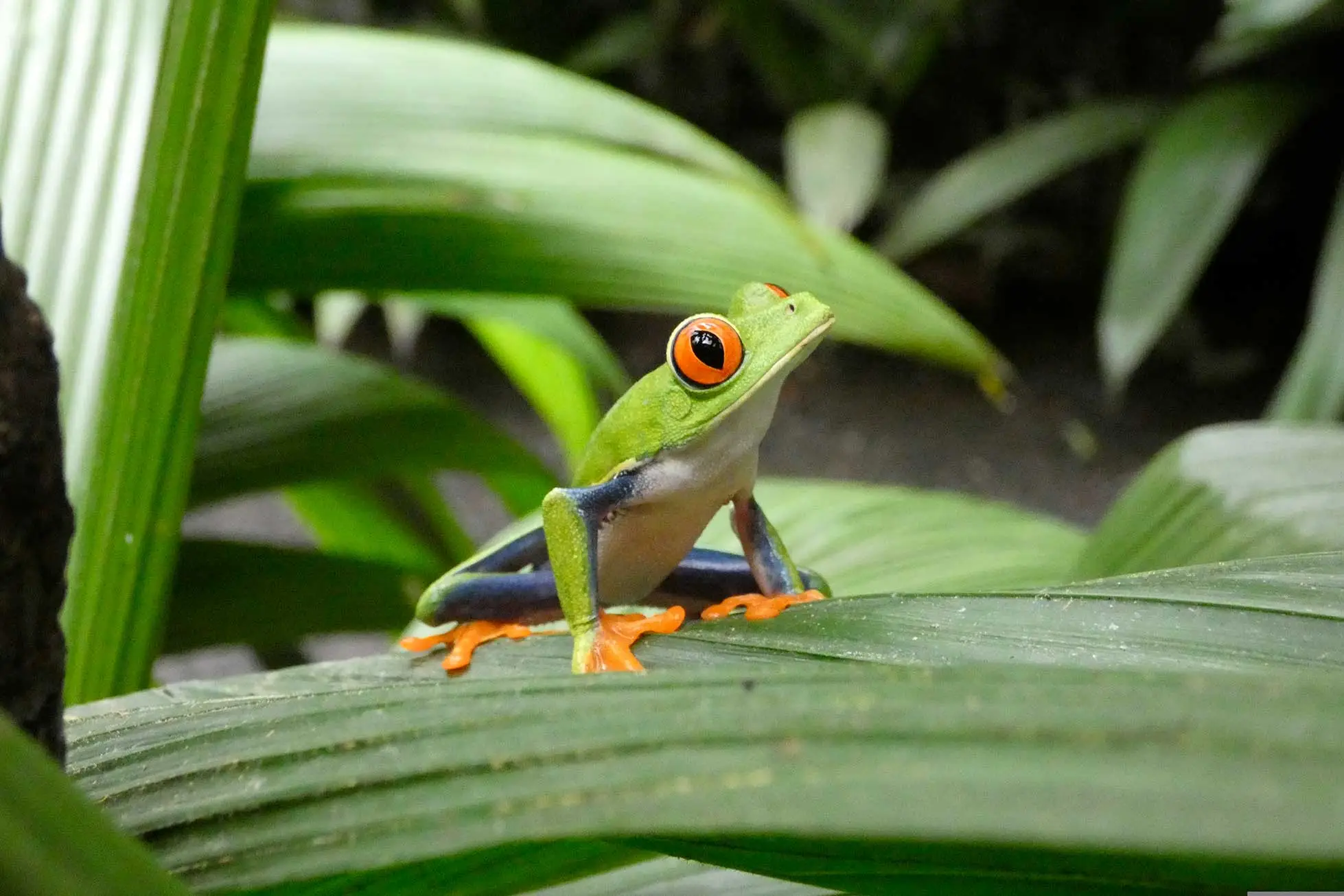 Frog in the gardens of Santa Maria Volcano Lodge — Costa Rican biodiversity